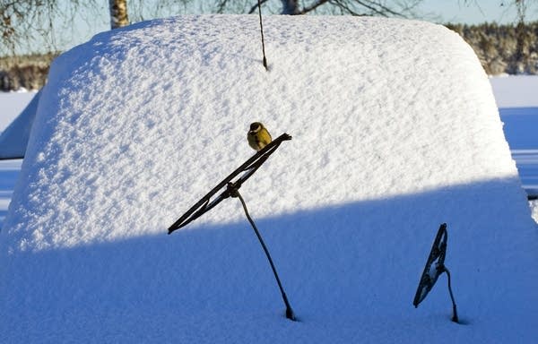 Right on schedule, mosquitoes make us wish for winter