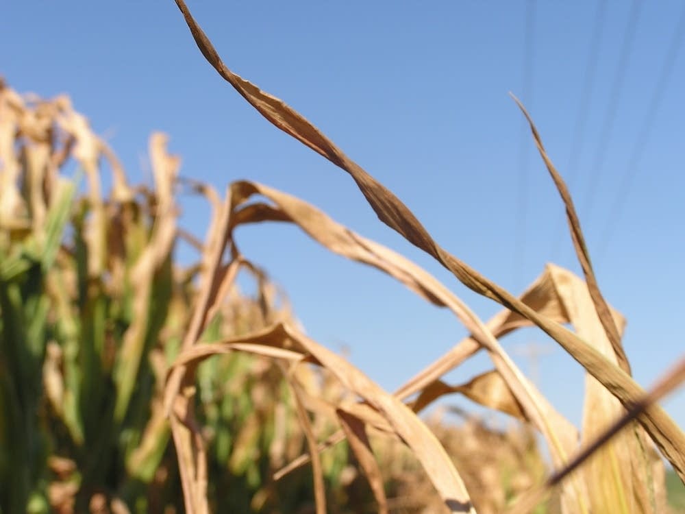 Corn turning brown