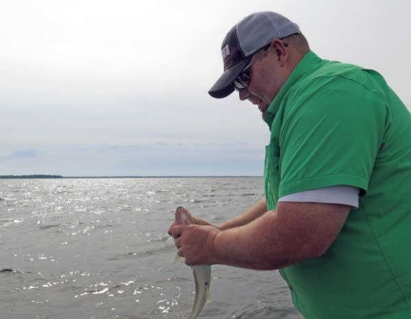 Brian Hammarsten of Minnetrista unhooks a walleye.