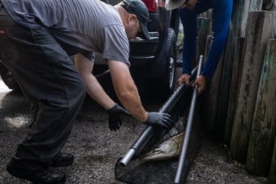 একটি মাছ একটি স্লিংয়ে জড়িয়ে আছে