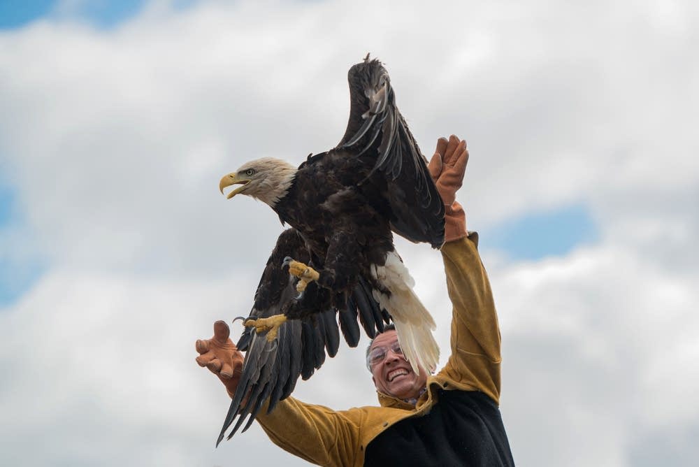 Bald Eagle