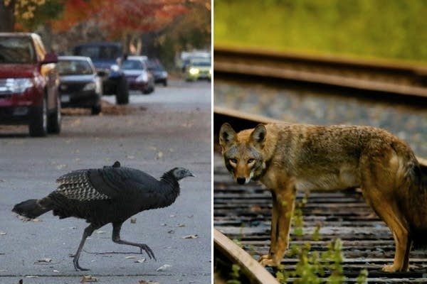 A side by side of two wild animals.