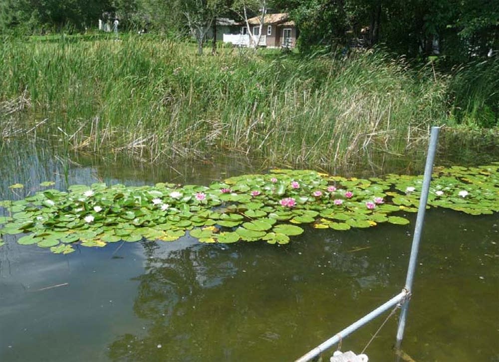 Non-native waterlilies