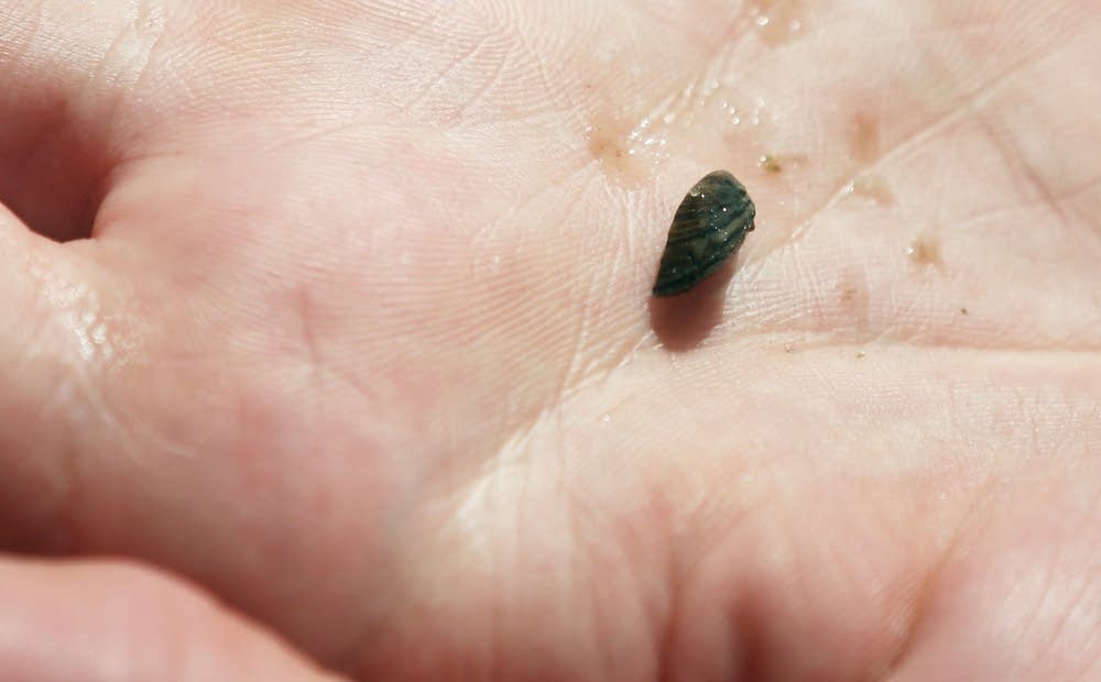 Zebra mussel