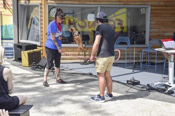 A day in the life of WeeWee the chiweenie, a traveling stunt dog