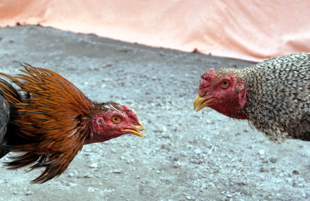 Cockfight