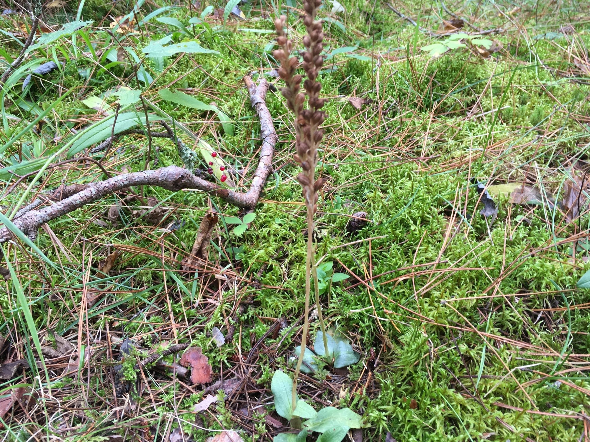Two native orchids