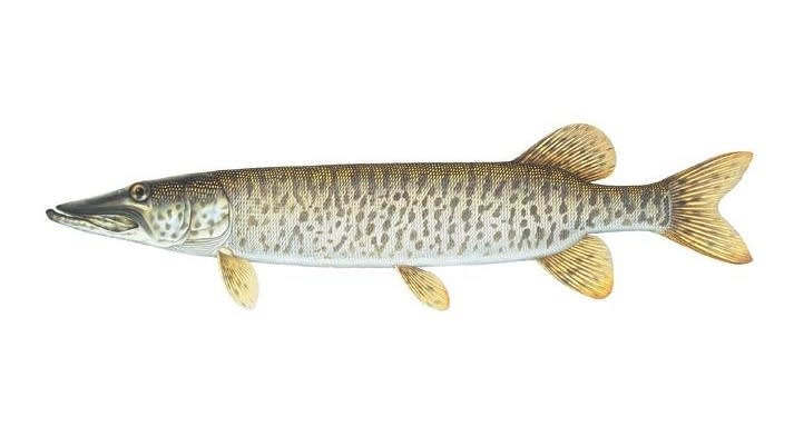 Muskellunge