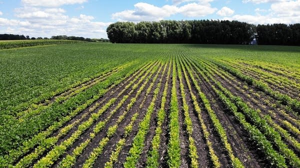 Iron-deficient soybeans cost Minnesota farmers when margins are already tight