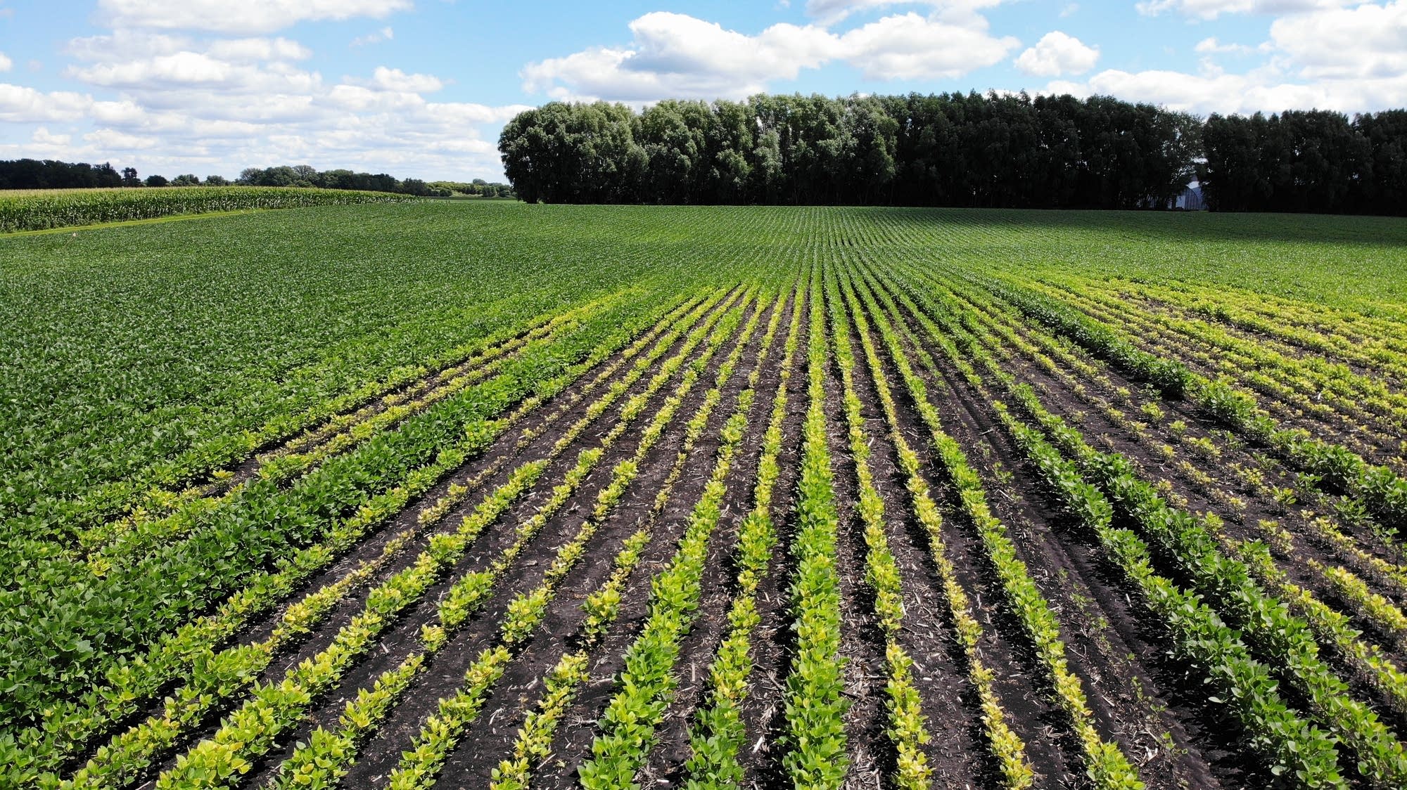 Iron deficiencies seen in Minn. soybeans may cut yields
