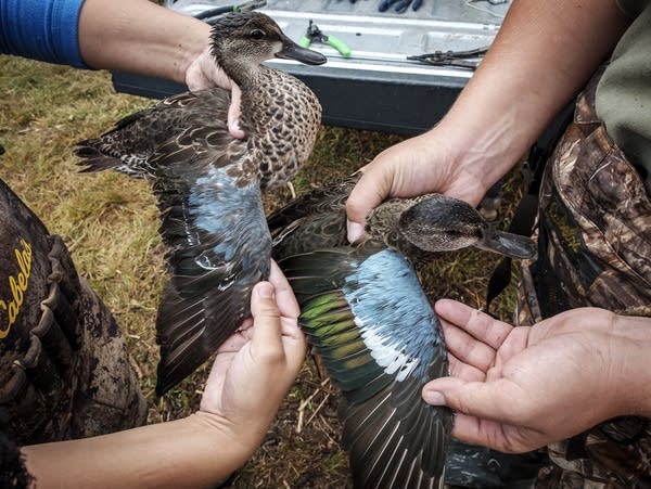 Technicians show how they determine the sex of a Blue-winged Teal