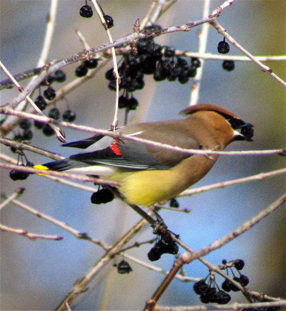 tis-the-season-for-drunken-waxwings-mpr-news