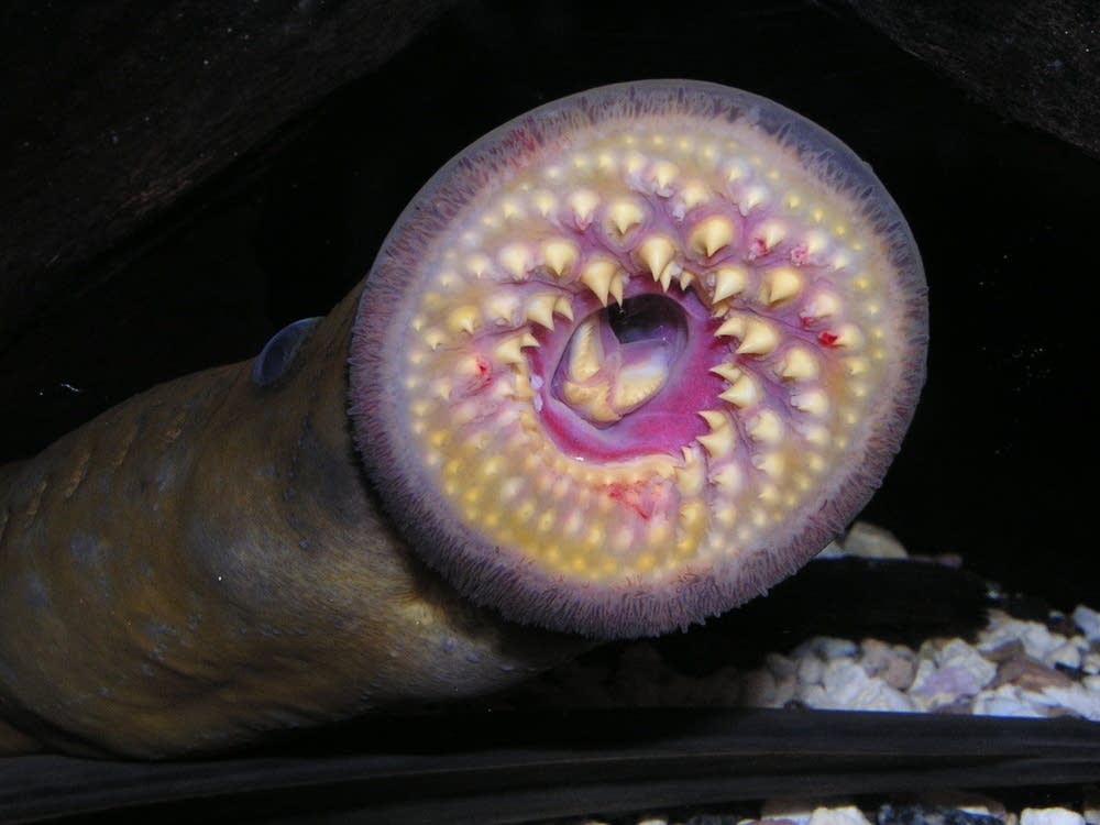 Sea Lamprey