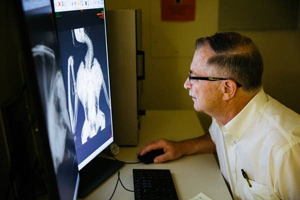 Dr. Patrick Redig looks at x-ray images of a raptor.