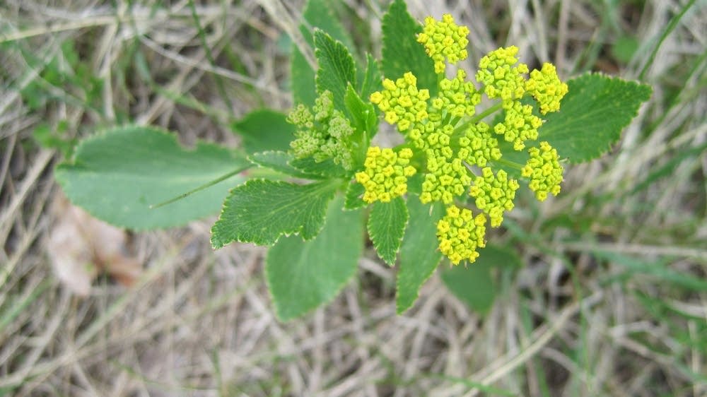 Prairie Gardening Tips for Saskatchewan and Manitoba - Featured Image