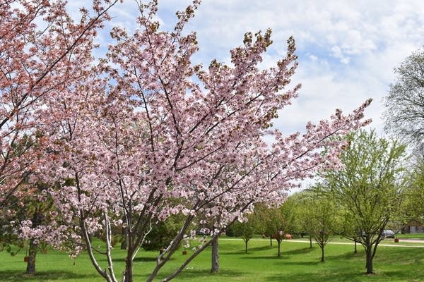 Mild temps this week; Update on rain chances