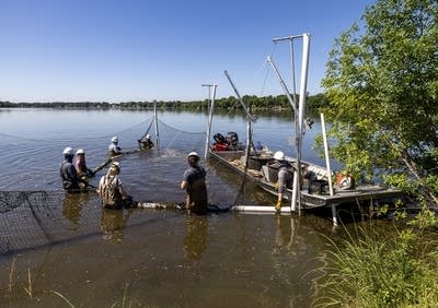 carp removal
