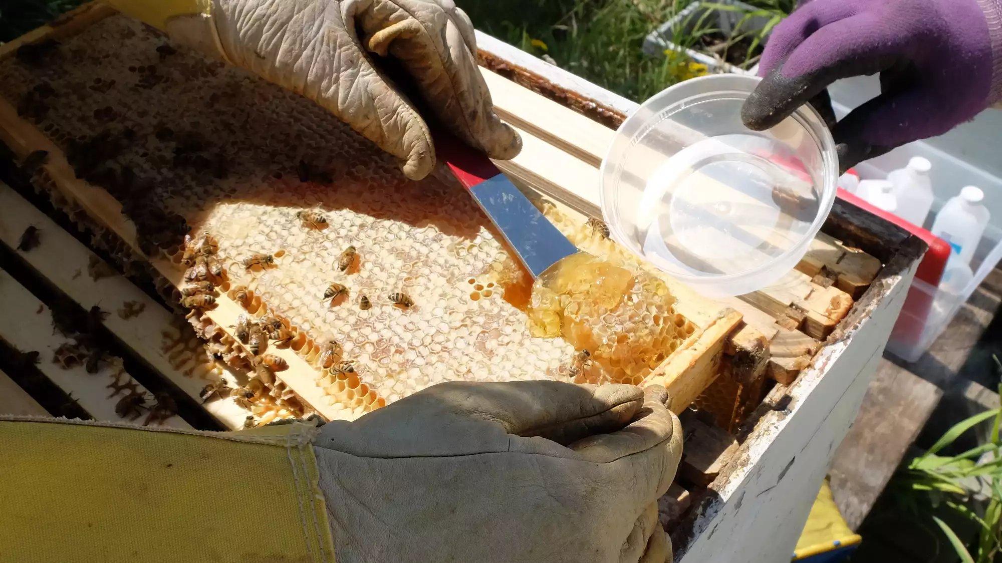 Checking honeybee health by testing honey DNA MPR News