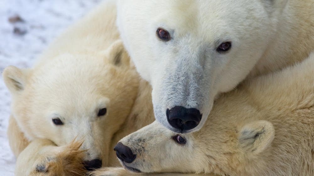 Polar bears to be protected species MPR News