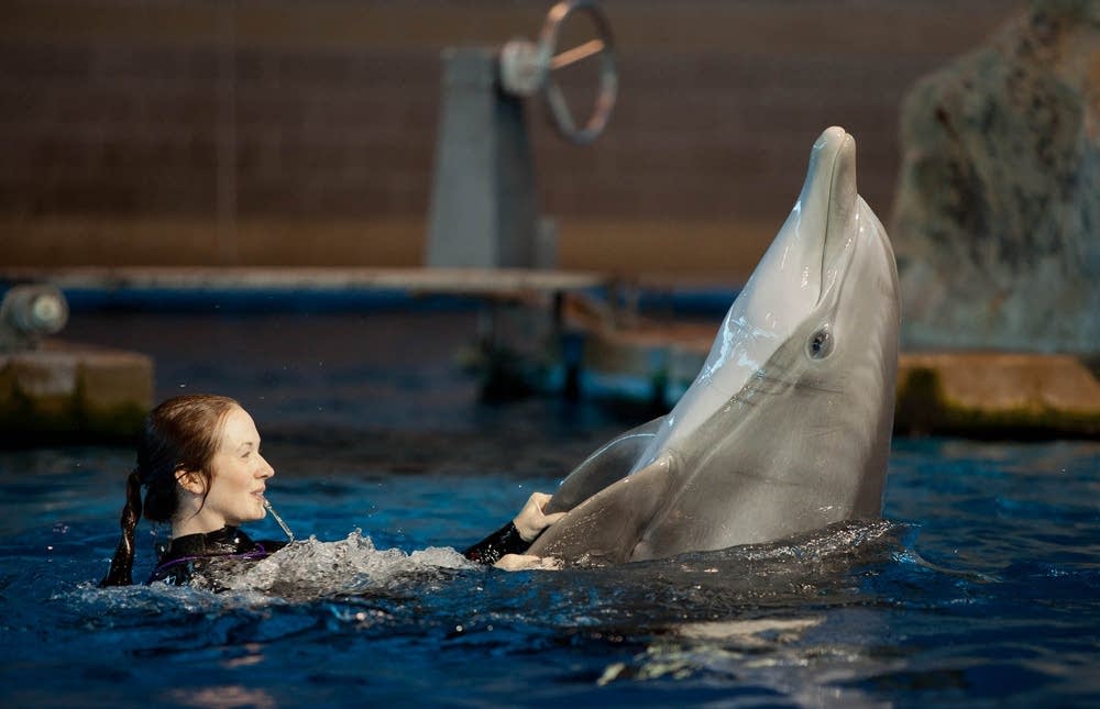Minnesota Zoo dolphins