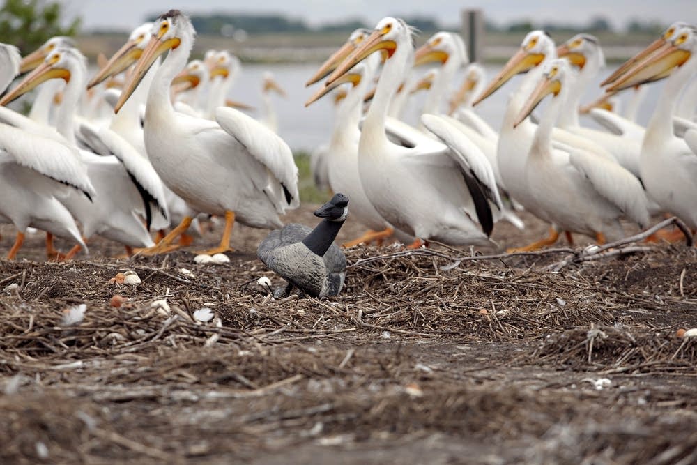Goose decoy