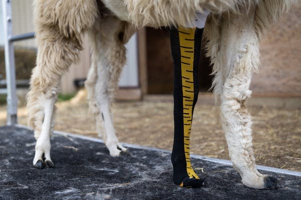 A llama wears a tall sock