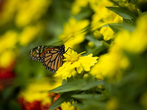 A monarch butterfly perches on a flower in the International Bazaar at the Minnesota State Fairgrounds in Falcon Heights, Minn., on Wednesday, July 22, 2026.