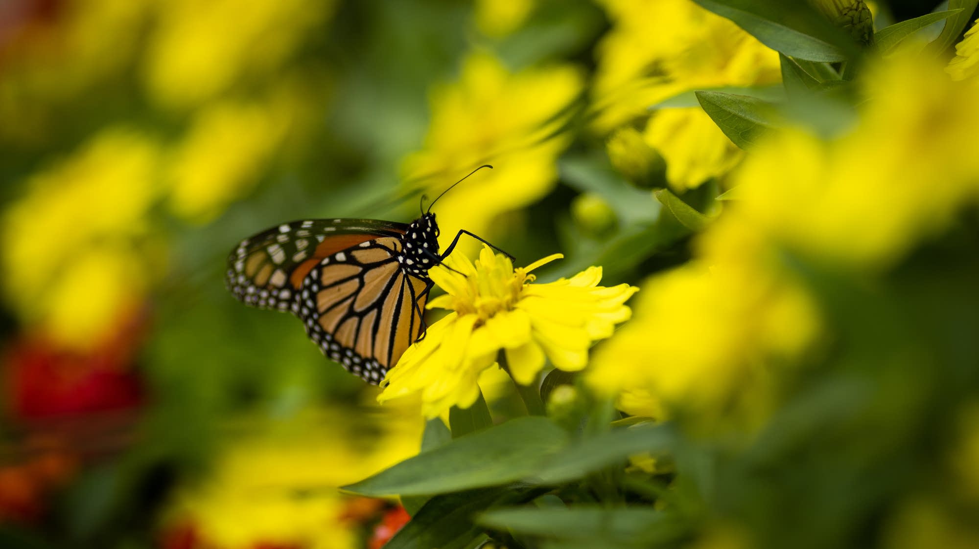 After rough skies, monarch butterfly population on the rise