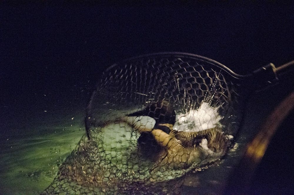 Netting a loon