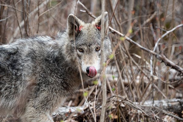 A grey wolf in the wild.