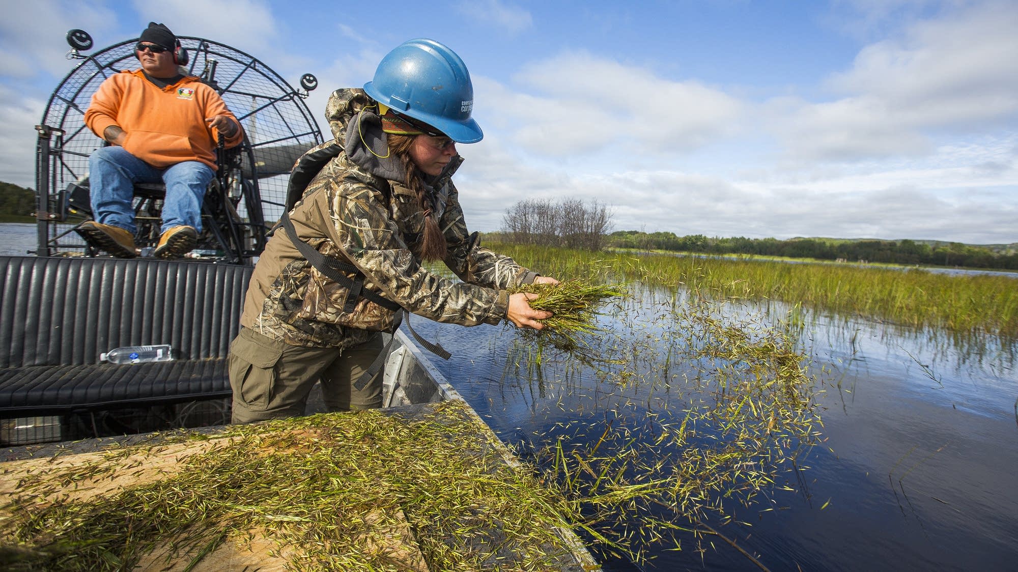 Wild Rice Pollution Once nearly wiped out by pollution, wild rice is coming back to ...
