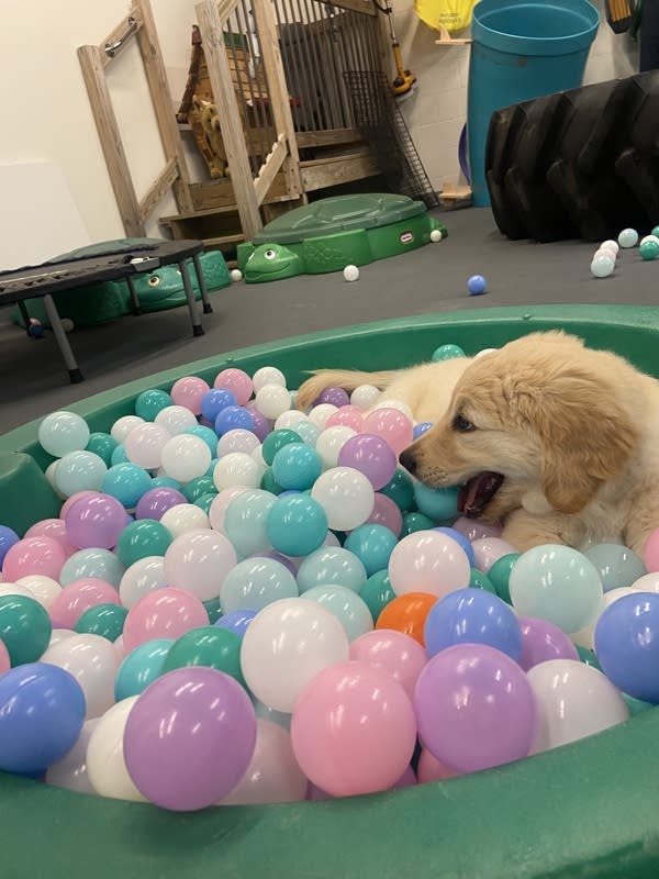 A dog playing in a ball pit