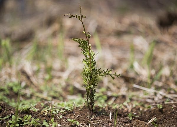 Freshly planted white cedar seedling