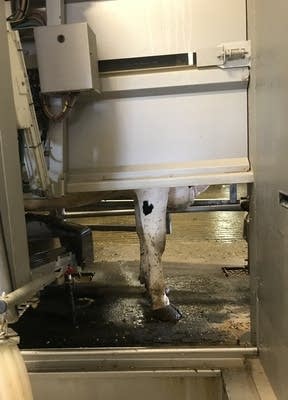 Lauren takes a trip to the dairy farm.