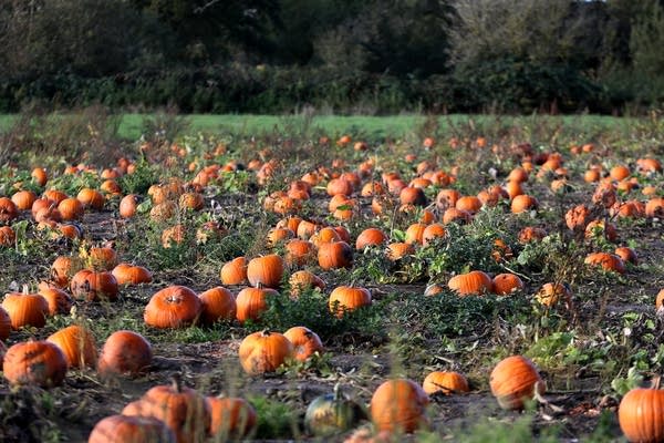 Weekend forecast: Mild Saturday, breezy and cool on Sunday