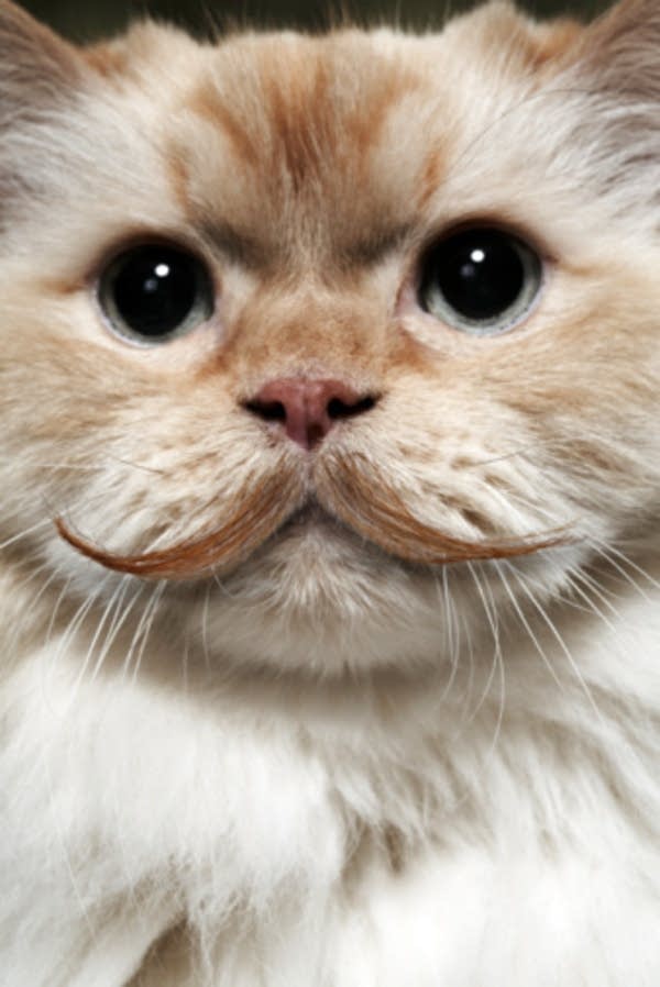 cat mustache