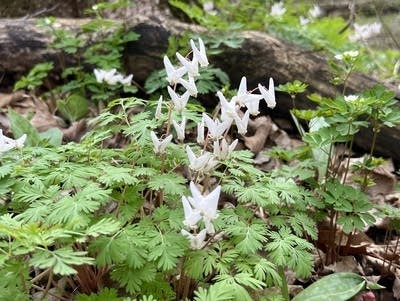 Spring wildflowers in Minnesota