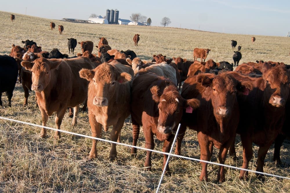 Some of Breitkreutz' 290 cattle.