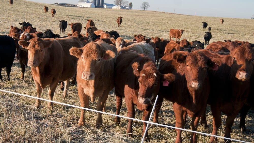 How are Minnesota ranchers reacting to Trump’s plan to import beef?