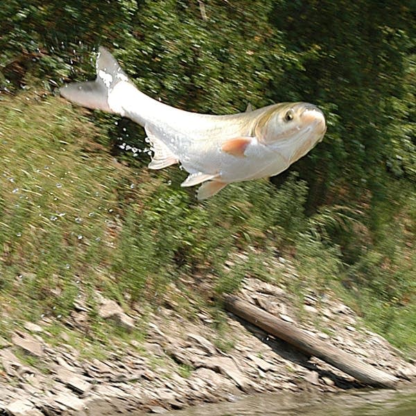 Ill. river being poisoned today in search for Asian carp