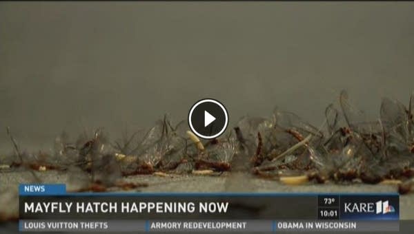 Mayfly season begins. Hastings hunkers down