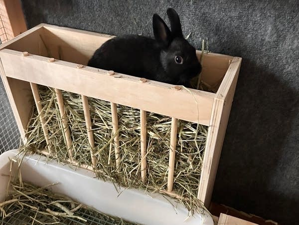 A new puppy, a volleyball fundraiser: 5 ways Annunciation victims are finding healing