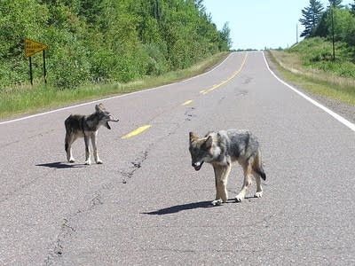 Wolf pups