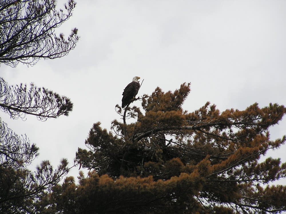 Bald eagle