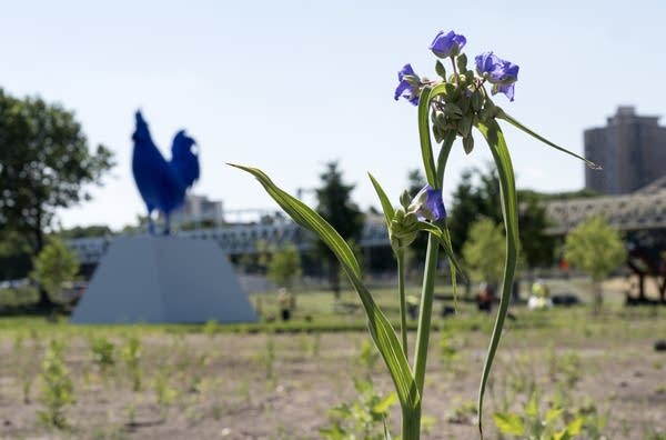 A meadow of native plants and grasses will take some time to grow.