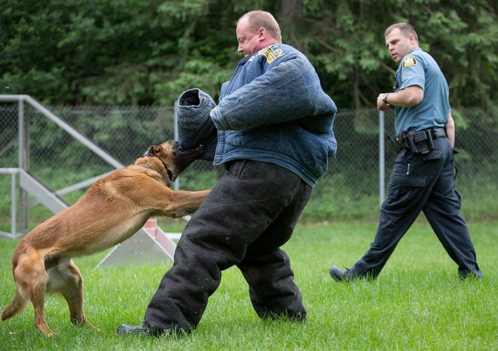 Training police dogs to take the right bite out of crime Minnesota