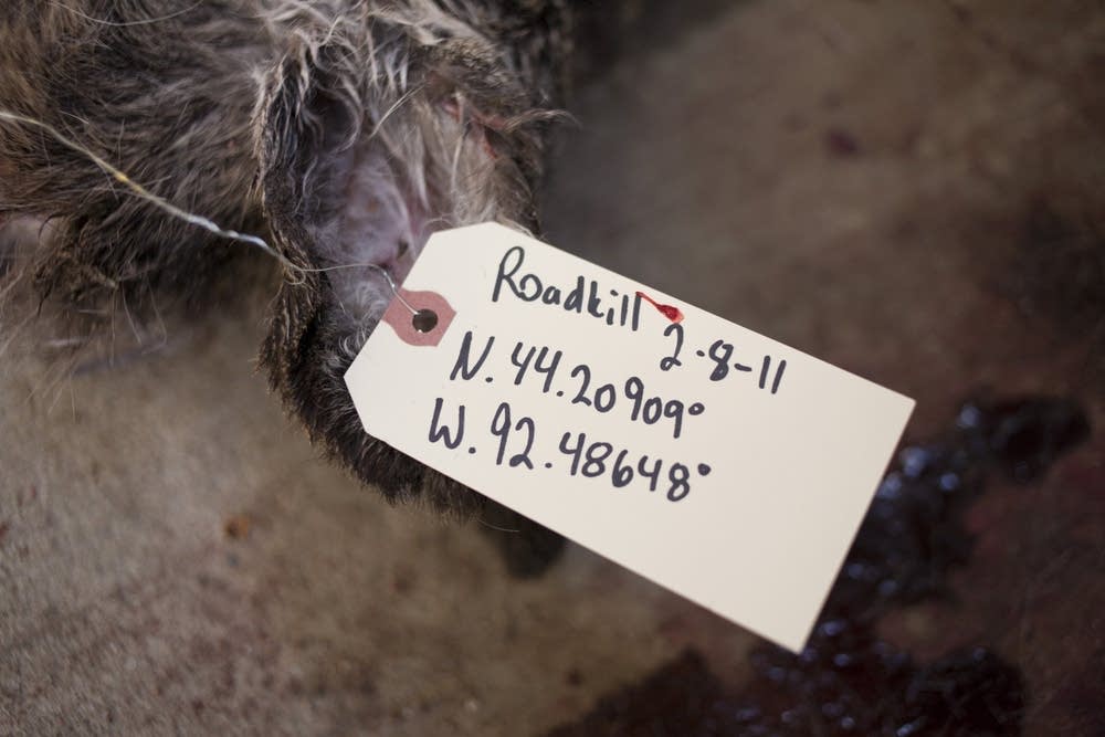 Tagged carcasses