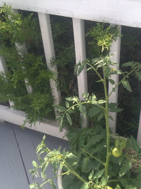 patio tomato plant