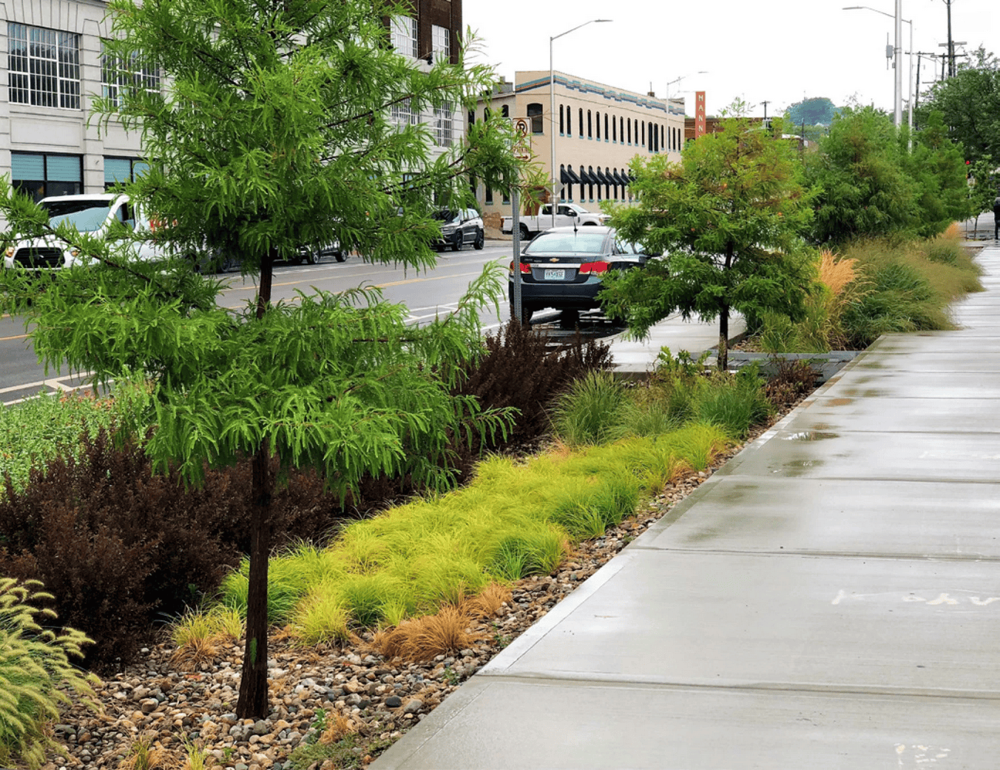 A rain garden