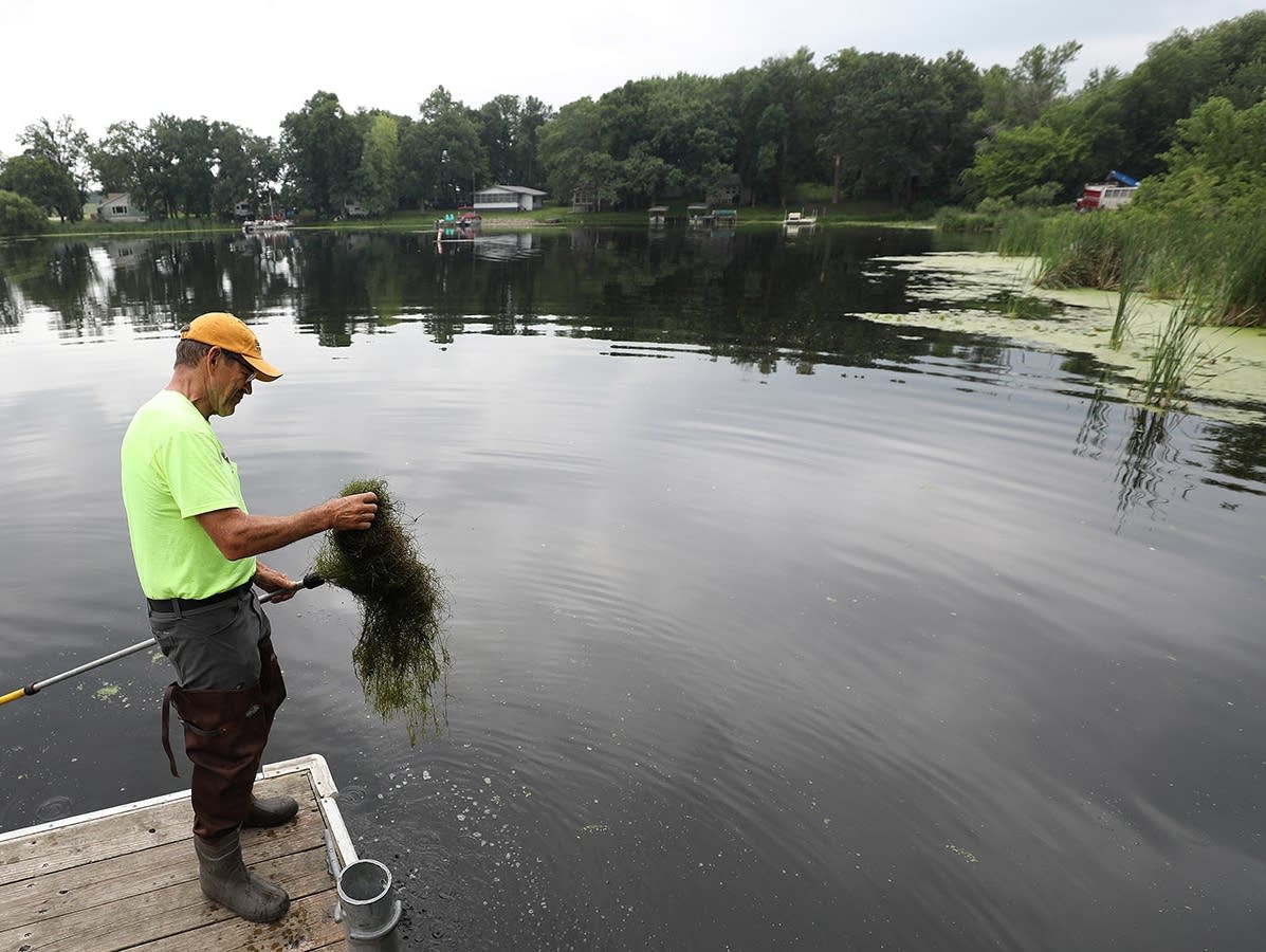 Steve McComas pulls up a mat of starry stonewort on Lake Koronis
